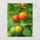 Search for ripened Vegetable