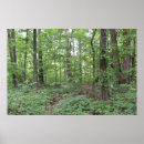 Search for springtime posters Woodland