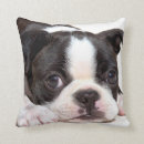 Search for boston terrier cushions Black and white