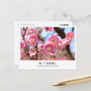 Search for plums postcards Flower