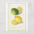 Search for green postcards Fruit
