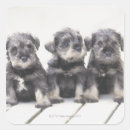 Search for breed square stickers Togetherness