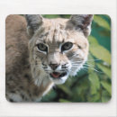 Search for bobcat mouse mats Feline