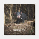 Search for tasmanian devils magnets Nature