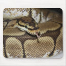Search for snakes photography Python