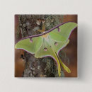 Search for luna badges Moth