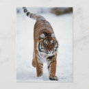 Search for snow tiger postcards Wildlife