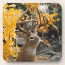 Search for hunter coasters Wildlife