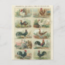Search for bird eggs postcards Feathers