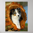 Search for merle posters Border collie