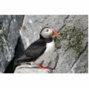Search for puffin rock Bird