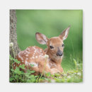 Search for lay magnets Wildlife