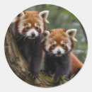 Search for two bears stickers Panda
