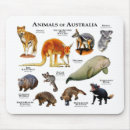 Search for kangaroo electronics Wildlife