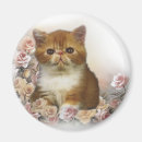 Search for tortoiseshell magnets Cat