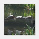 Search for pond turtle magnets Nature