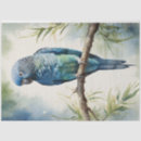Search for parakeet Parrot