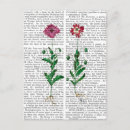 Search for carnations postcards Antique
