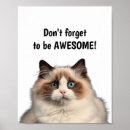 Search for motivational cat posters Cute