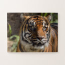 Search for tiger face puzzles Nature