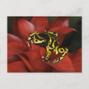 Search for darts postcards Animal