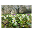 Search for primroses Vulgaris