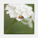 Search for ladybird magnets Ladybug