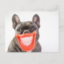 Search for frenchie photography Funny