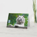 Search for white tiger cards Photograph