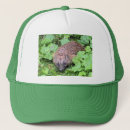 Search for hedgehog hats Nature