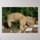 Search for blue ginger posters Cute