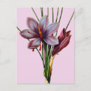 Search for saffron postcards Crocus sativus