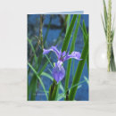 Search for wild iris Blue