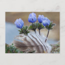 Search for seward postcards Arctic
