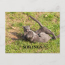 Search for brother horizontal postcards Cats