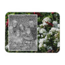 Search for phlox magnets Flower