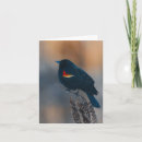 Search for wings note cards Nature