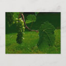Search for bunch postcards Grape
