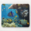 Search for coral sea mouse mats Animal