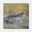 Search for black wolf magnets Nature