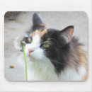 Search for lion mouse mats Feline