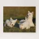 Search for west highland terrier puzzles Domestic animals