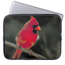 Search for cardinal electronics Redbird