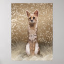 Search for serval cat posters Animal