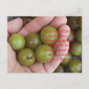 Search for muscadines Wine