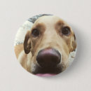 Search for golden lab badges Dog