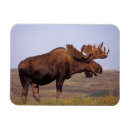 Search for moose magnets Antler