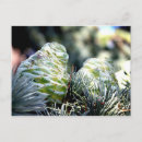 Search for fir postcards Branch