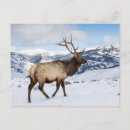 Search for elk in snow postcards Antlers