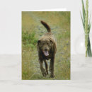 Search for chesapeake cards Pets